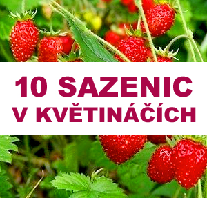 Jahodník LESNÍ POKRYVNÝ 10 SAZENIC