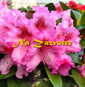 Rhododendron ´Kozákov´ 