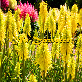 Kniphofia KLEOPTAŘINA JEHLA ´Lemon Popsicle´